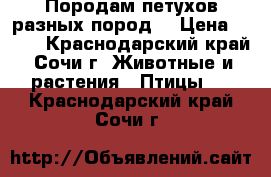 Породам петухов разных пород. › Цена ­ 500 - Краснодарский край, Сочи г. Животные и растения » Птицы   . Краснодарский край,Сочи г.